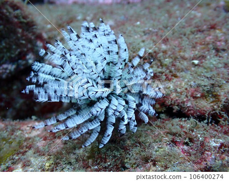 A group of white keyworms in the sea A group of white keyworms in the sea 106400274