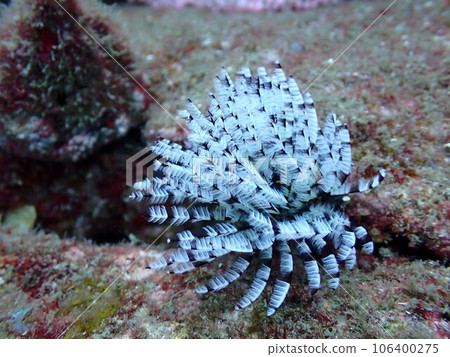A group of white keyworms in the sea A group of white keyworms in the sea 106400275