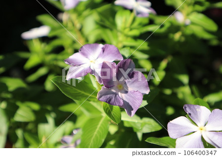 長春花與紫色的花朵 長春花與紫色的花朵 106400347