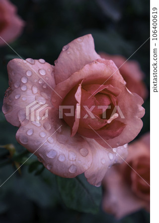 玫瑰濕雨 106400619