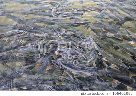 Many dace flock to the water surface 106401093