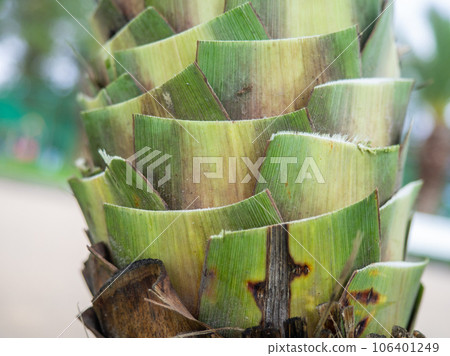 Palm tree trunk. Tree bark. Southern tree trunk. Nature.  leaf cut 106401249
