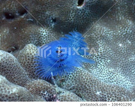 海中的藍色荊棘 106401290