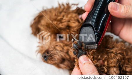 A woman cuts the hair on the paws of a brown mini toy poodle with a trimmer.  106402107