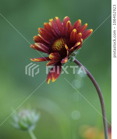 Back blur, ball blur Beautiful Gaillardia flowers 106402923