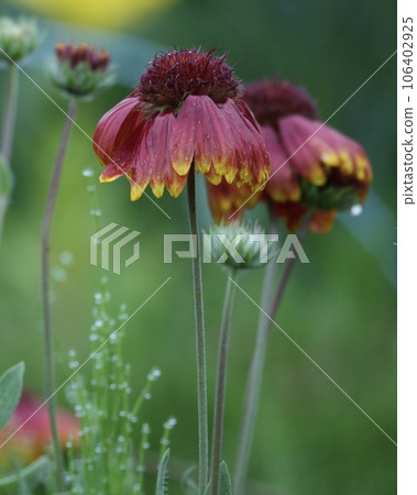 Beautiful daisy flowers decorated with bokeh background and bokeh drops 106402925