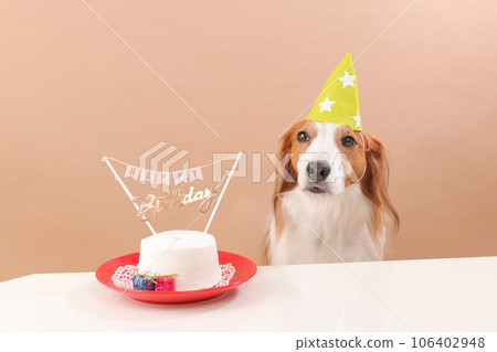 Koikerhondye celebrates with birthday cake and hat Koikerhondye celebrates with birthday cake and hat 106402948
