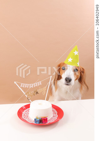 Koikerhondye celebrates with birthday cake and hat Koikerhondye celebrates with birthday cake and hat 106402949