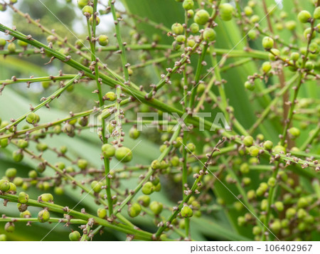 Green palm seeds. Seeds on the tree. Peas on a palm tree. Green palm seeds. Seeds on the tree. Peas on a palm tree. 106402967