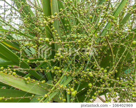 Green palm seeds. Seeds on the tree. Peas on a palm tree. Green palm seeds. Seeds on the tree. Peas on a palm tree. 106402969