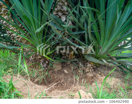 The base of a palm tree trunk. Plants in the south. southern tree trunk The base of a palm tree trunk. Plants in the south. southern tree trunk 106402990
