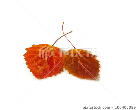 Red aspen leaves on a white background.  Ikibana. Autumn atmosphere. Item from the autumn forest. 106403089
