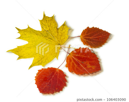 Red aspen leaves on a white background. Maple yellow leaf. Ikibana. Autumn atmosphere. Item from the autumn forest. 106403090