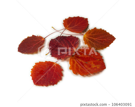 Red aspen leaves on a white background. Ikibana. Autumn atmosphere. Item from the autumn forest. Red aspen leaves on a white background. Ikibana. Autumn atmosphere. Item from the autumn forest. 106403091