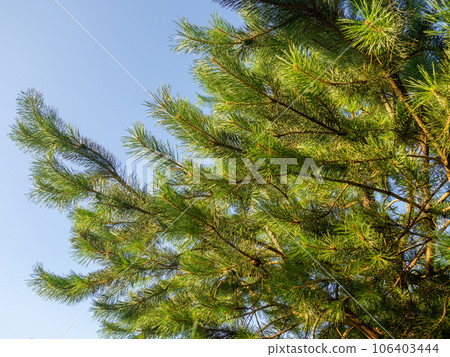 Pine branch with needles close-up. Foliage of a coniferous tree. Natural pattern. 106403444