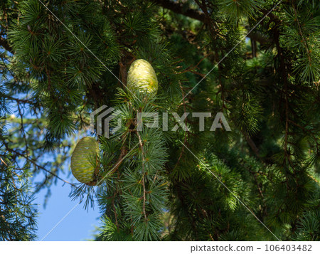 Green cones on the tree. Needles. Large immature bud. 106403482