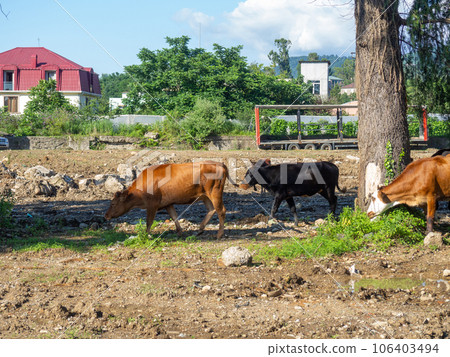 A cow grazes on the outskirts of the city.  Cows are walking along the road. No shepherd. A cow grazes on the outskirts of the city.  Cows are walking along the road. No shepherd. 106403494