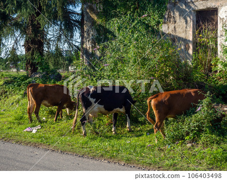 A cow grazes on the outskirts of the city. Cows are walking along the road. No shepherd. A cow grazes on the outskirts of the city. Cows are walking along the road. No shepherd. 106403498