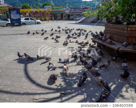 Doves in the square. A flock of birds on the street. Pigeons eat food Doves in the square. A flock of birds on the street. Pigeons eat food 106403589