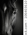 horse face portrait studio silhouette photo black white vintage backlit motion contour tattoo 106403610