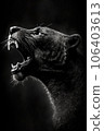 panther roar mouth studio silhouette photo black white backlit portrait motion contour tattoo 106403613