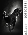 dog puppy hound studio silhouette photo black white vintage backlit motion contour tattoo 106403634