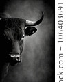 bull cow studio silhouette photo black white vintage backlit portrait motion contour tattoo 106403691