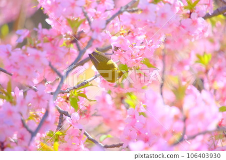 Kawazu cherry tree and mezzo Kawazu cherry tree and mezzo 106403930
