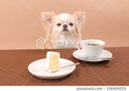 Chihuahua enjoying tea time with cake and coffee Chihuahua enjoying tea time with cake and coffee 106404059