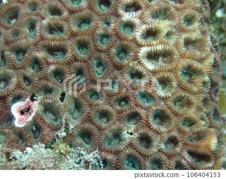 Family of sandfish in the sea (soft coral) 106404153