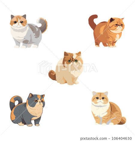 5 types of cat exotic shorthair illustrations 106404630