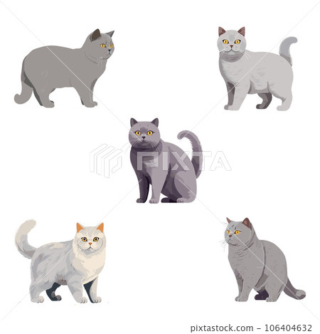 5 types of cat British shorthair illustrations 5 types of cat British shorthair illustrations 106404632