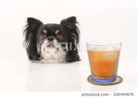 桌上的冷茶和黑色長毛吉娃娃 桌上的冷茶和黑色長毛吉娃娃 106404676