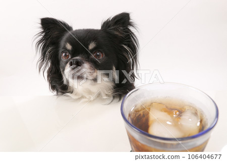 桌上的冷茶和黑色長毛吉娃娃 106404677