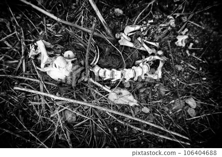 Dead cat bones 106404688
