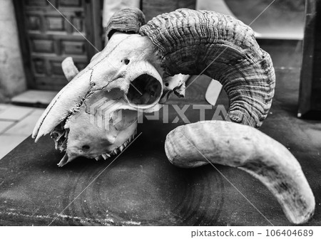 Horned goat skull Horned goat skull 106404689
