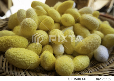 Fresh silkworm cocoons 106404880