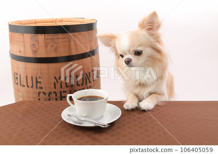 A cream-colored chihuahua engrossed in coffee next to a barrel A cream-colored chihuahua engrossed in coffee next to a barrel 106405059