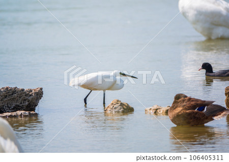 The small white heron or Little egret stands in the lake 106405311