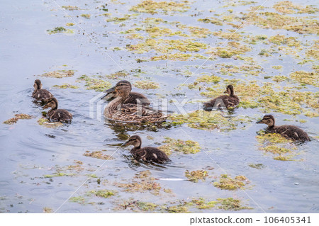 A family of ducks, a duck and its little ducklings are swimming in the water. The duck takes care of its newborn ducklings. Mallard, lat. Anas platyrhynchos 106405341
