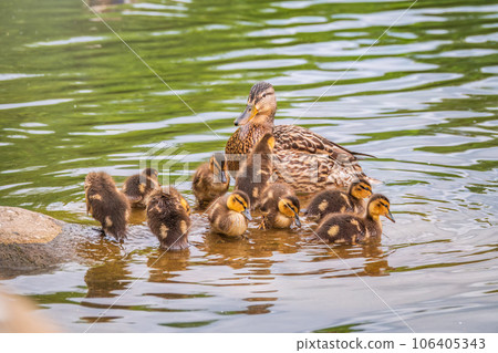 A family of ducks, a duck and its little ducklings are swimming in the water. The duck takes care of its newborn ducklings. Mallard, lat. Anas platyrhynchos 106405343