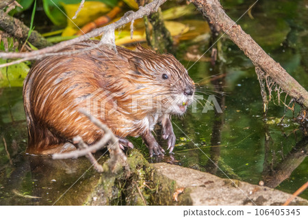 Wild animal Muskrat, Ondatra zibethicuseats, eats on the river bank 106405345