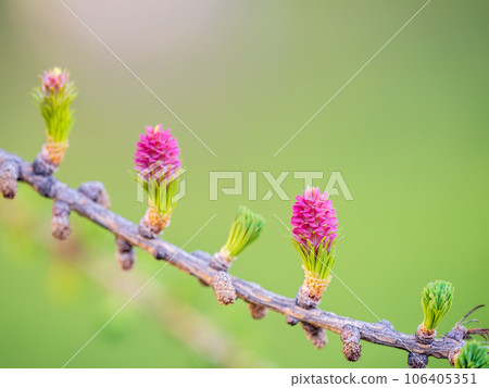 Larch tree fresh pink cones blossom at spring on nature background 106405351