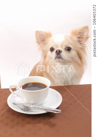 吉娃娃巧妙地坐在桌上的咖啡前 106405372