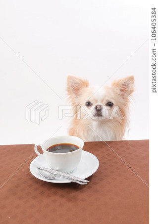 Chihuahua sitting cleverly in front of coffee placed on the table Chihuahua sitting cleverly in front of coffee placed on the table 106405384