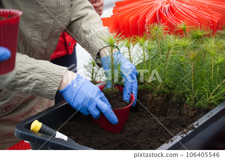 Filling with soil pot-grown pine tree seedlings Filling with soil pot-grown pine tree seedlings 106405546