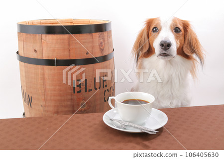 喝茶時間期間,Kooikerhondje 就在桶旁邊 喝茶時間期間,Kooikerhondje 就在桶旁邊 106405630