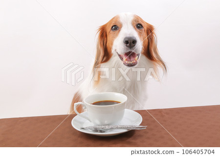 Kooikerhondje 拿著桌上的咖啡大笑 106405704