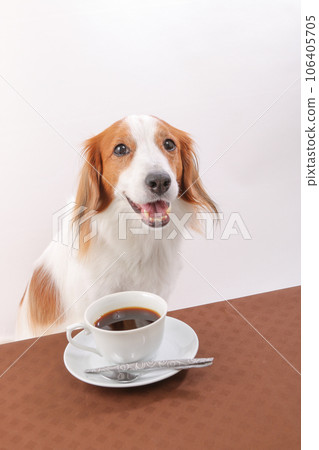 Kooikerhondje 拿著桌上的咖啡大笑 106405705
