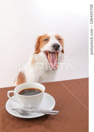 Kooikerhondje 拿著桌上的咖啡大笑 106405706